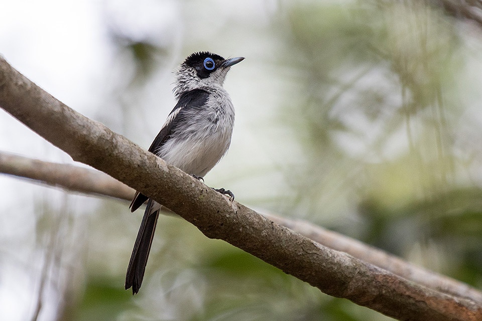 Frilled Monarch (Arses telescophthalmus)